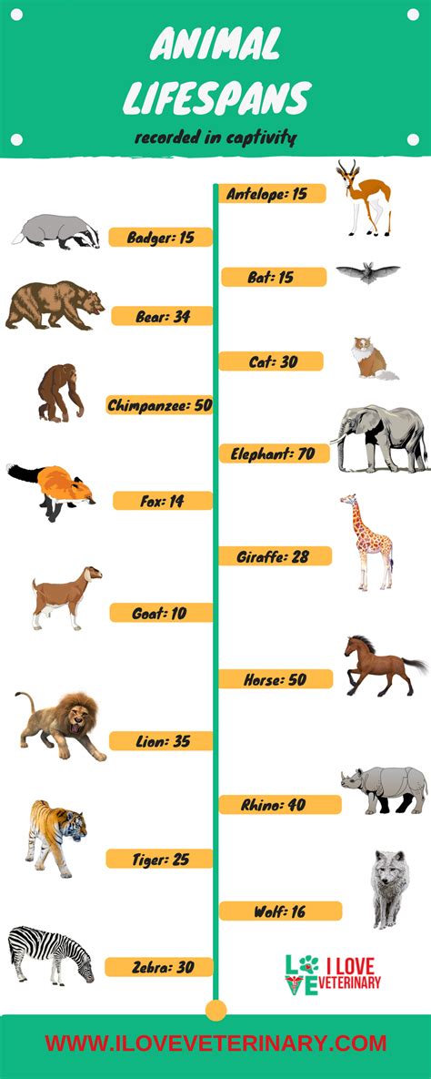 Lifespans of various animals recorded in captivity - an infographic ...