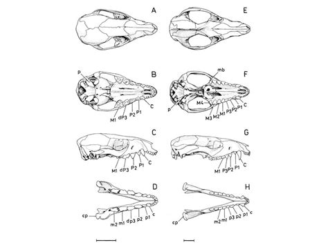 Postweaning Ontogeny Of The Skull Of Didelphis Albiventris. - Fernando Abdala PhD