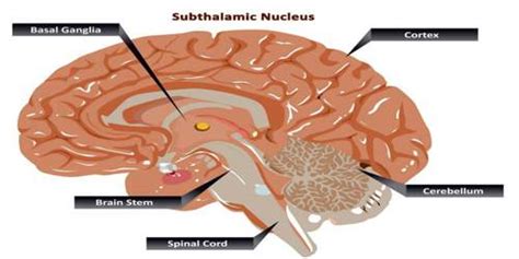 Subthalamic Nucleus - Zoefact