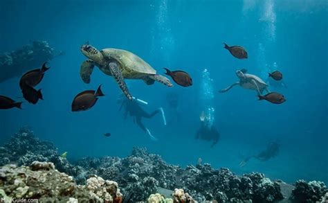 Molokini Snorkeling Map | Molokini Crater Maui, Hawaii