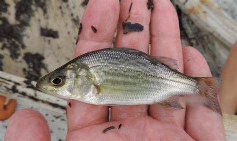 Maryland Biodiversity Project - White Perch (Morone americana)