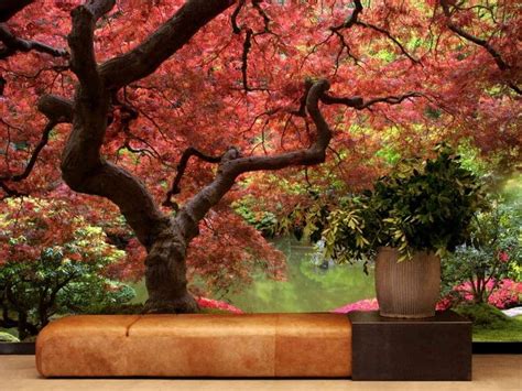 Japanese Maple Wallpaper | About Murals