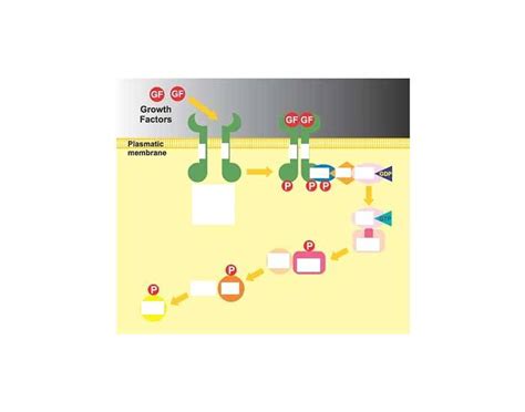 MAPK pathway Quiz