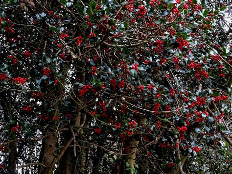 Seasonal berries | Christmas wreaths should be very good thi… | Flickr
