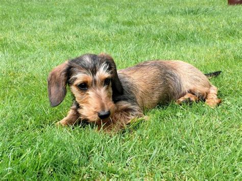 Toy Dachshund - The Smallest In The Dachshund Family - Info & Facts