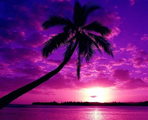 1366x768px, 720P Free download | Purple Beach, purple, , beautiful, sunset, tree, beach HD ...