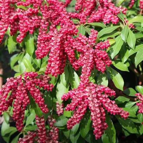 Buy lily-of-the-valley shrub Pieris japonica 'Valley Valentine': Delivery by Waitrose Garden