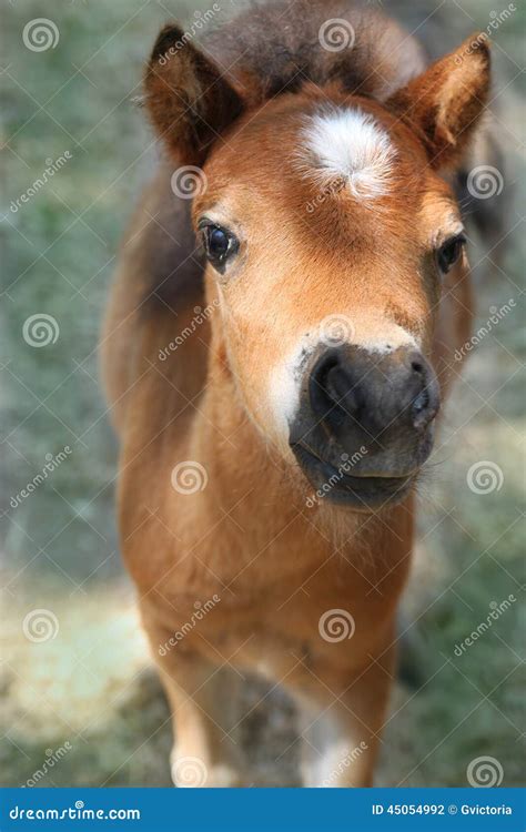 Baby miniature horse stock photo. Image of face, animal - 45054992