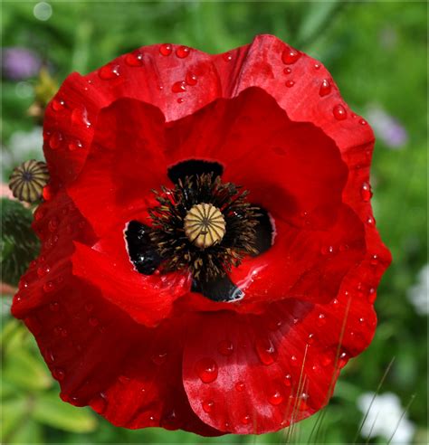 Black Cross Poppy by Forestina-Fotos on DeviantArt