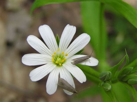 Stellaria holostea L. | Plants of the World Online | Kew Science