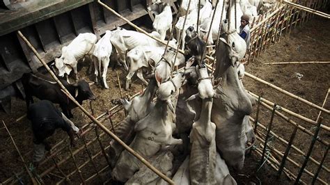 Slaughterhouse workers are more likely to be violent, study shows | Herald Sun