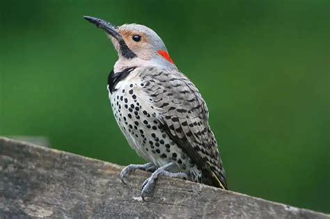 40 of the Most Colorful Birds of North America (With Pictures)