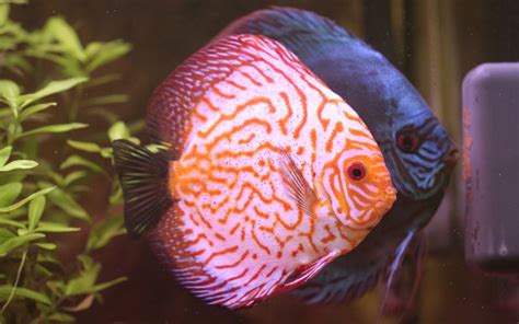 Discus Fish Care - The Ultimate Guide for Beginners - AquariumNexus