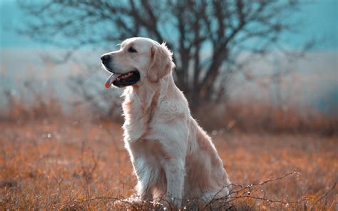 Golden Retriever Wallpapers, Pictures, Images