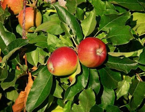 Apple Tree Leaves, How to Identify?