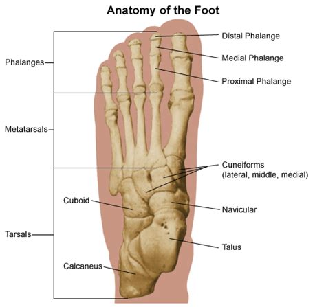 Foot Pain and Problems - Stanford Medicine Children's Health