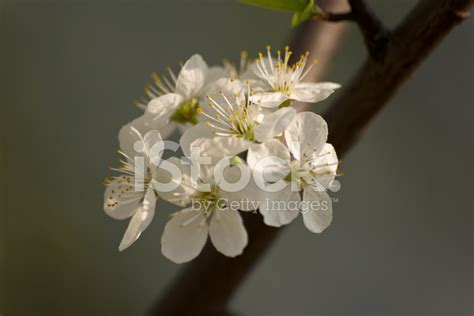 Wild Cherry Blossom Stock Photo | Royalty-Free | FreeImages