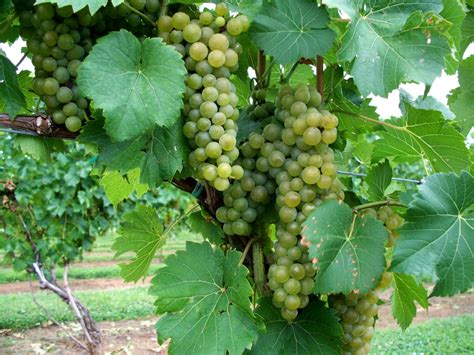 Grapes-on-grapevine - Theayurveda