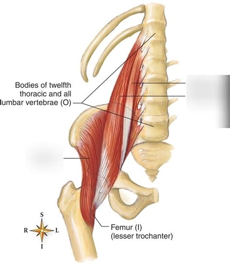 iliopsoas muscle Diagram | Quizlet