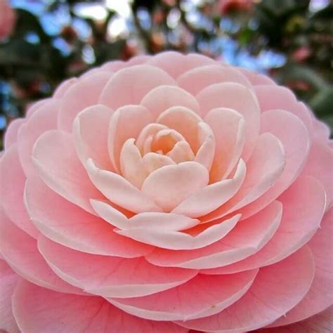 Camelia. | Camellia wedding bouquet, Camellia flower, Flowers