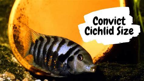 Convict Cichlid Size: How Big Do Convict Cichlids Get?