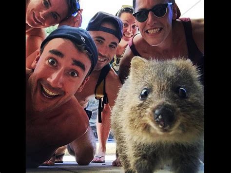 Quokka selfies | Australia’s most instagrammable animal | escape.com.au