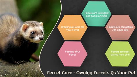 Ferret Care - Owning ferrets as your pet - Safari Veterinary Care Centers