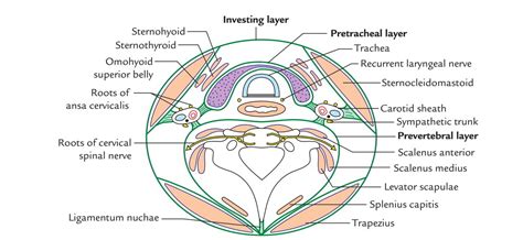 Deep Cervical Fascia (Fascia Colli) – Earth's Lab