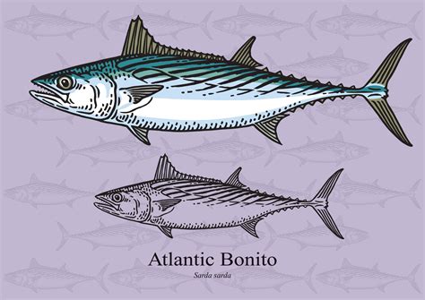 Atlantic Bonito - Fishmasters.com