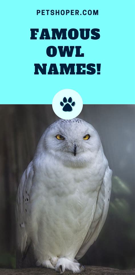 Owl Names +243 TOP Ideas Incl. Harry Potter Owl - PetShoper | Owl, Owl pet, Pet names