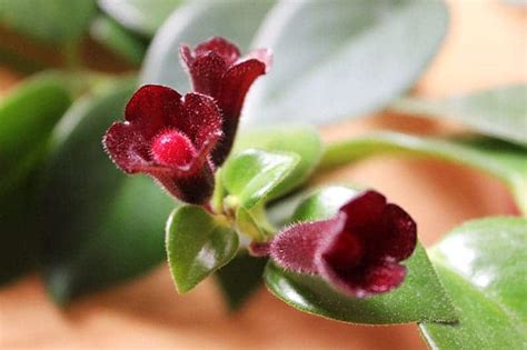 Lipstick Plants for Sale - Buying & Growing Guide - Trees.com