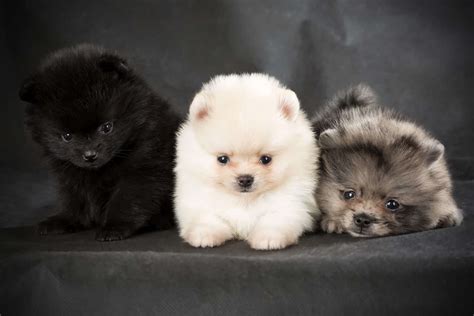 What Colors Do Pomeranians Come In at Mariano Navarro blog