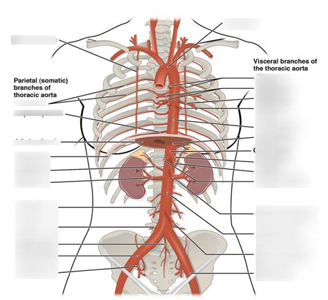 Anatomy of thoracic aorta Diagram | Quizlet