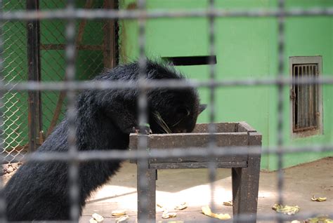 Free photo: Surabaya Zoo - Animal, Black, Cage - Free Download - Jooinn