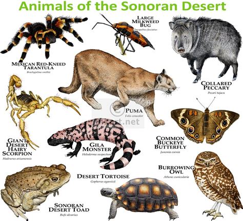 Wildlife of the Sonoran Desert | Fine art illustrations of a… | Flickr