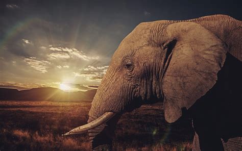 Elephant Sunset Wallpapers - Top Free Elephant Sunset Backgrounds ...