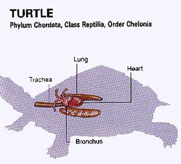 Comparative Vertebrate Anatomy - Respiration