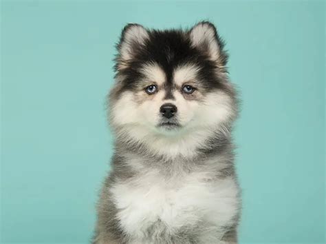 Pomsky Complete Guide: 5 Must Know Facts Before Buying | Perfect Dog Breeds