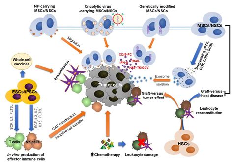 Stem Cell Therapy In Cancer Treatment