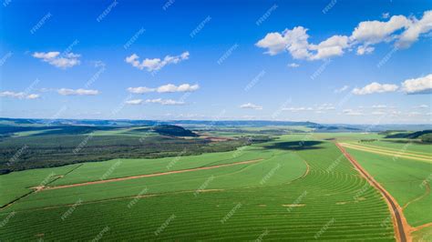 Premium Photo | Sugarcane plantation field aerial view with sun light ...