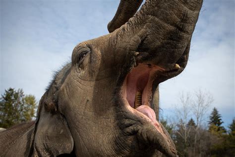 You won't believe how many teeth an elephant has in its mouth! | Regretless