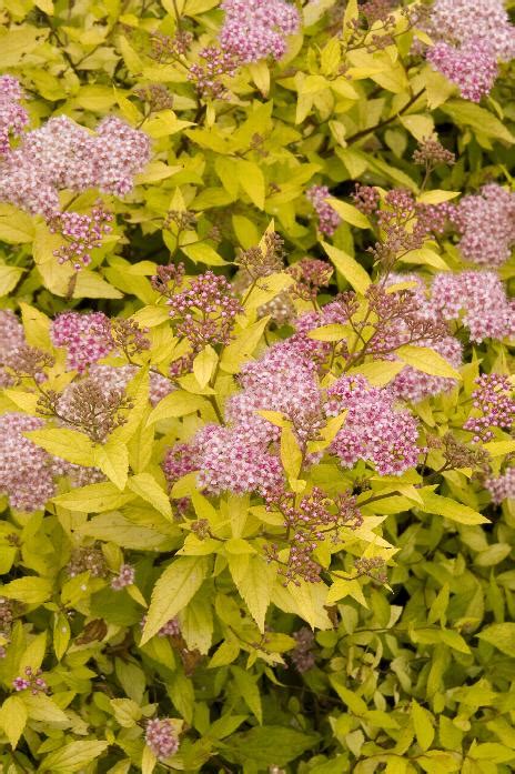 Magic Carpet Spirea