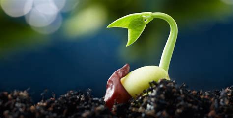 Marijuana Growth Cycle Stages: Germination, Vegetation & Flowering