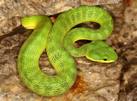 Bamboo Viper (Trimeresurus albolabris) | Lantau Island, Hong… | Flickr