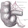 Pathology Outlines - Anatomy