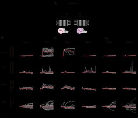 Signaling dynamics induced by each dopamine receptor. (A) Schematic ...