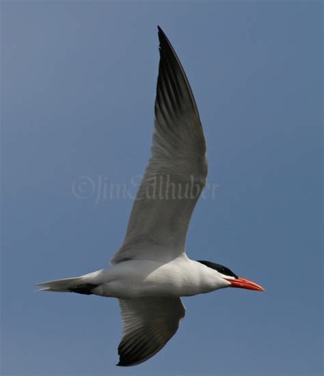 Caspian Tern - Window to Wildlife - Photography by Jim Edlhuber