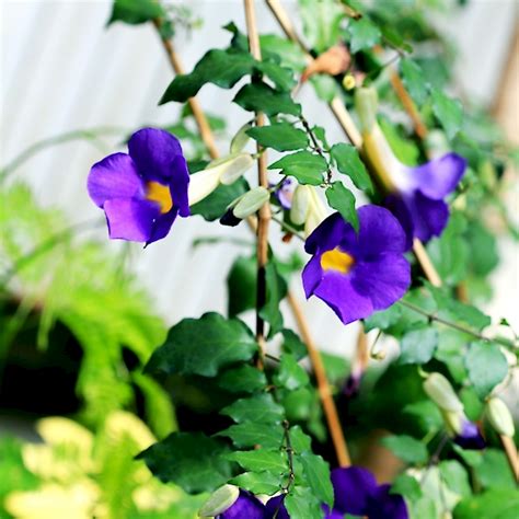 Thunbergia erecta - UF/IFAS Assessment - University of Florida, Institute of Food and ...