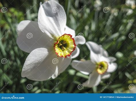 Nargis Flower Stock Images - Download 78 Royalty Free Photos