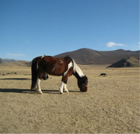 STEPPE - GRASSLAND